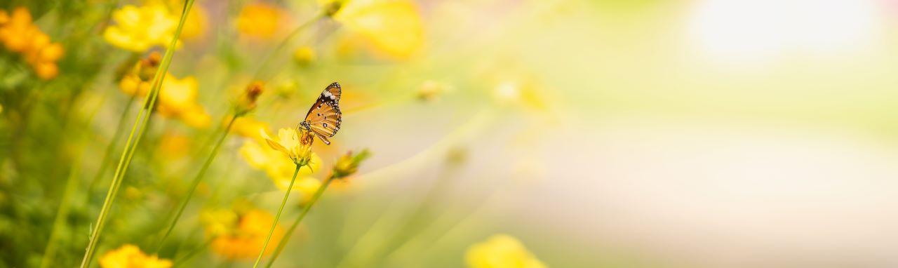 papillon